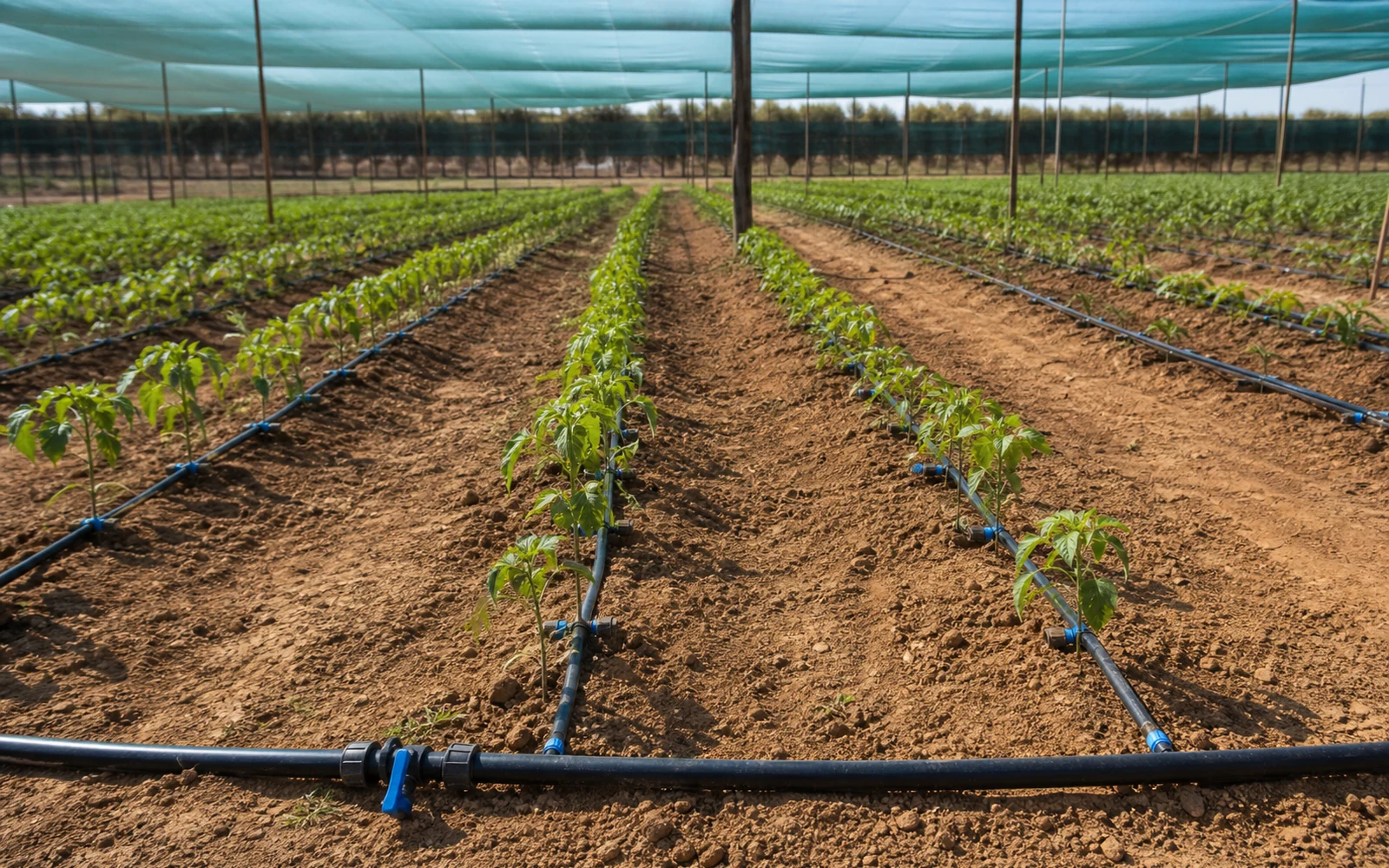 Irrigation Goutte-à-Goutte