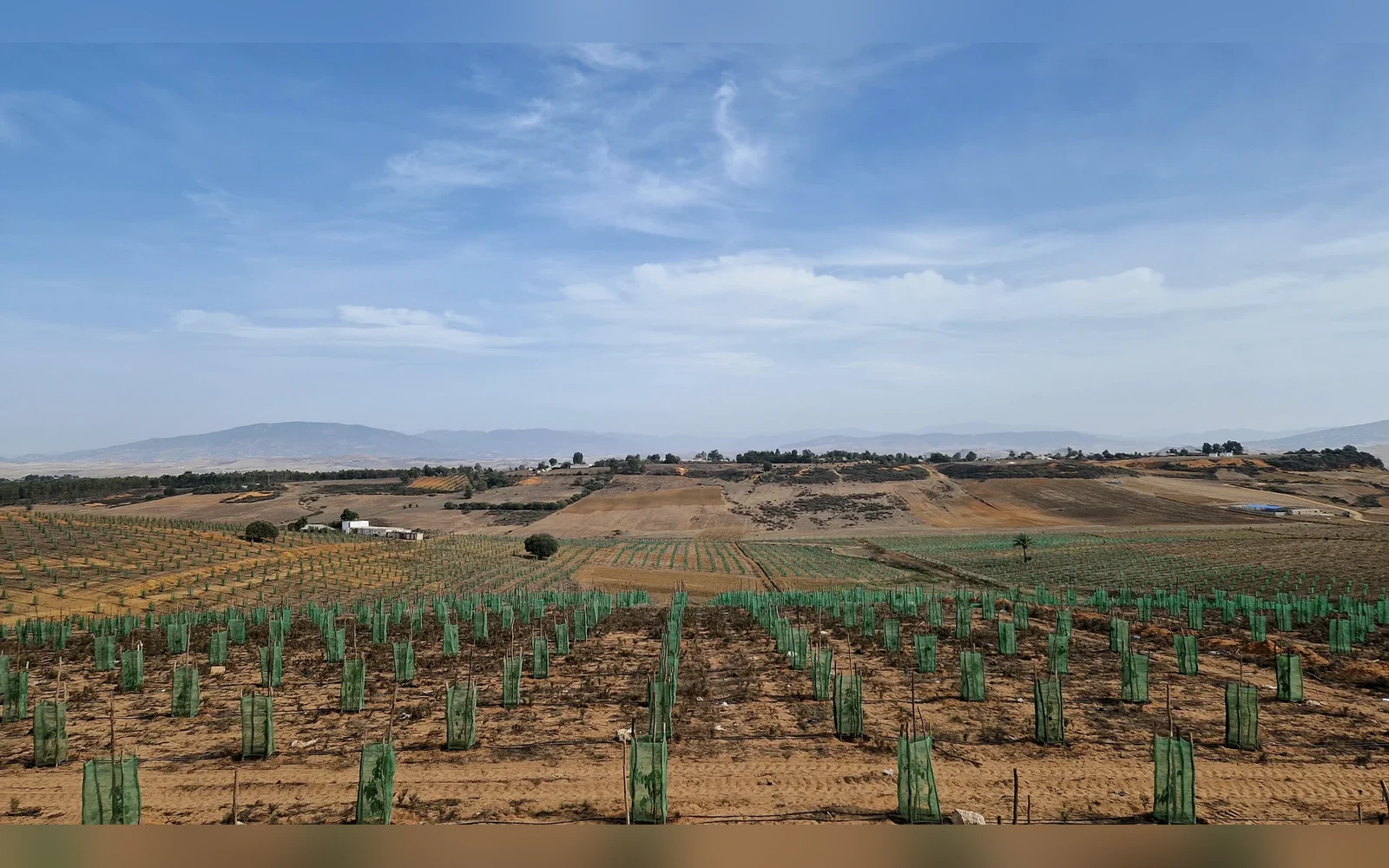 Réalisation irrigation goutte-à-goutte