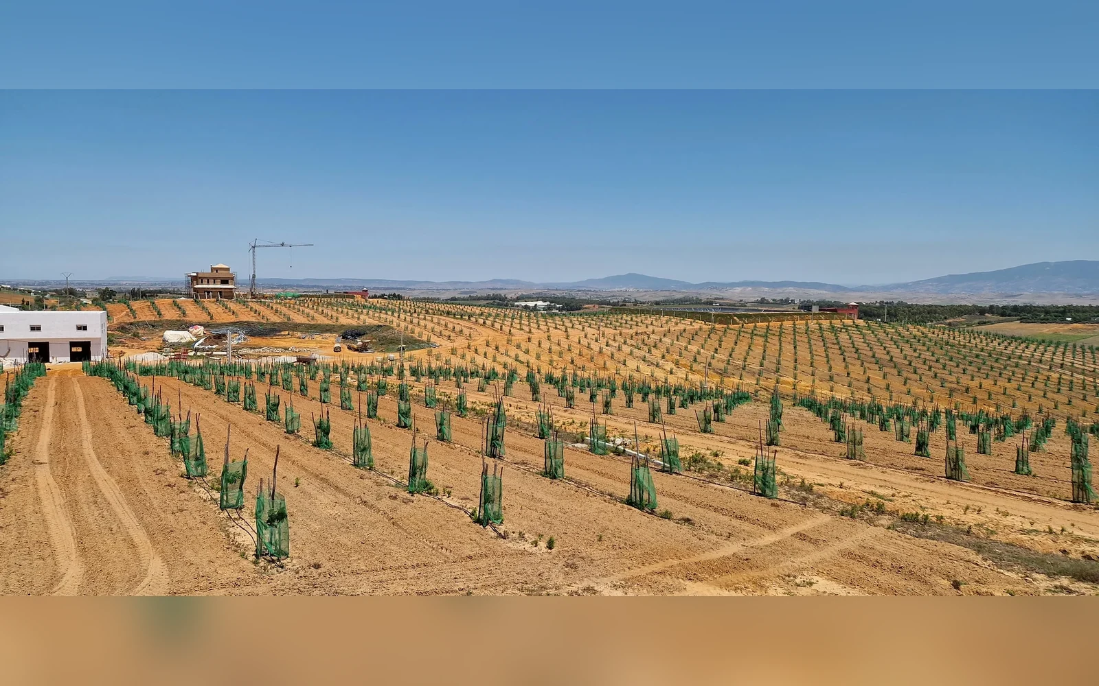 Réalisation irrigation goutte-à-goutte