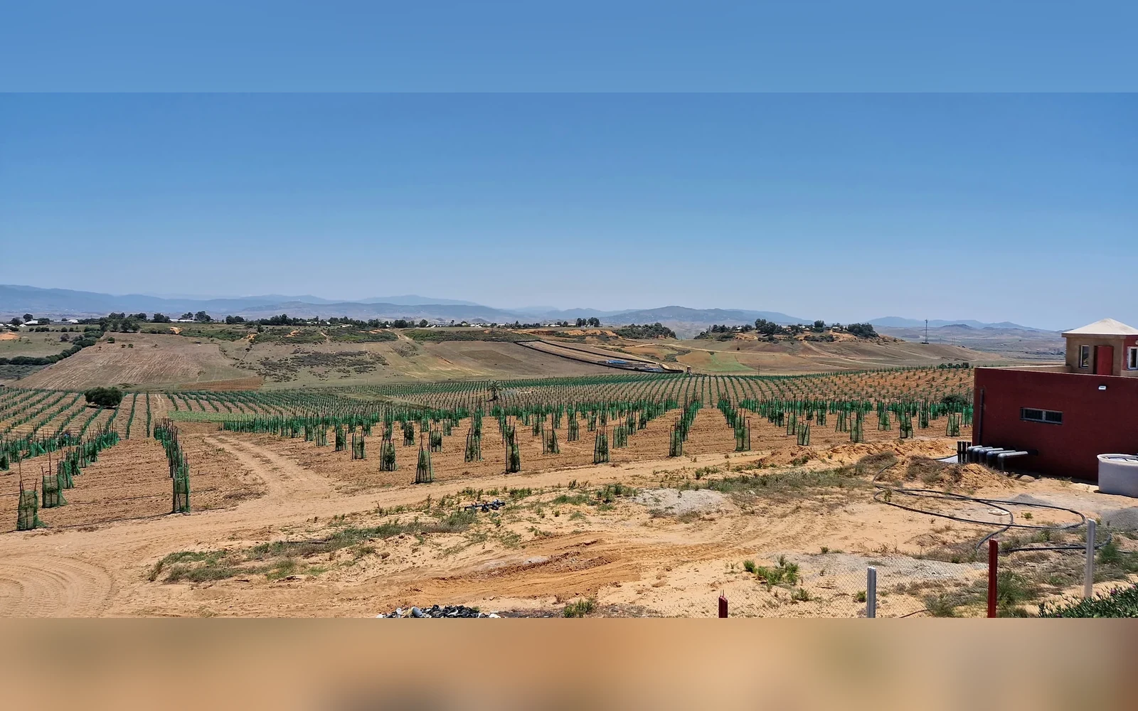 Réalisation irrigation goutte-à-goutte